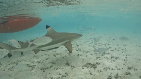 View of blacktip reef shark and kayak in Raja Ampat, Indonesia. Video stock 342285428