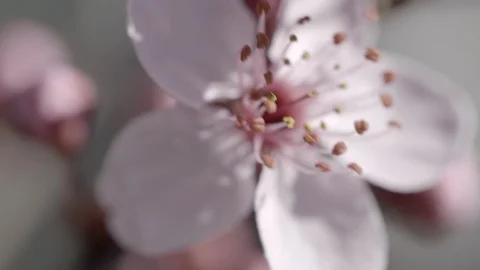 View of a bloomed cherry blossom flower Stock Footage 87083184
