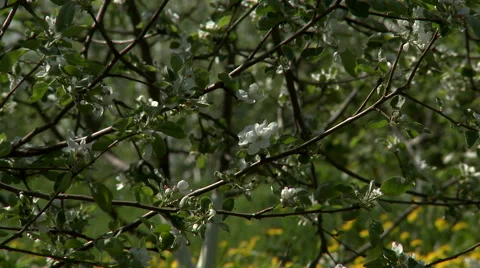 View of blooming apple tree, close-up Stock Footage 66417680