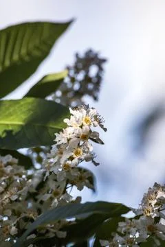View of the blooming bird cherry in spring. Bird cherry in bloom. Close-up of Stock Photos