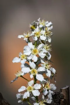 View of the blooming bird cherry in spring. Bird cherry in bloom. Close-up of Stock Photos