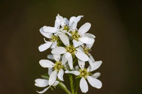 View of the blooming bird cherry in spring. Bird cherry in bloom. Close-up of Stock Photos