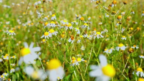 View of blooming chamomile flowers in a field, Latvia. Stock Footage 340641412