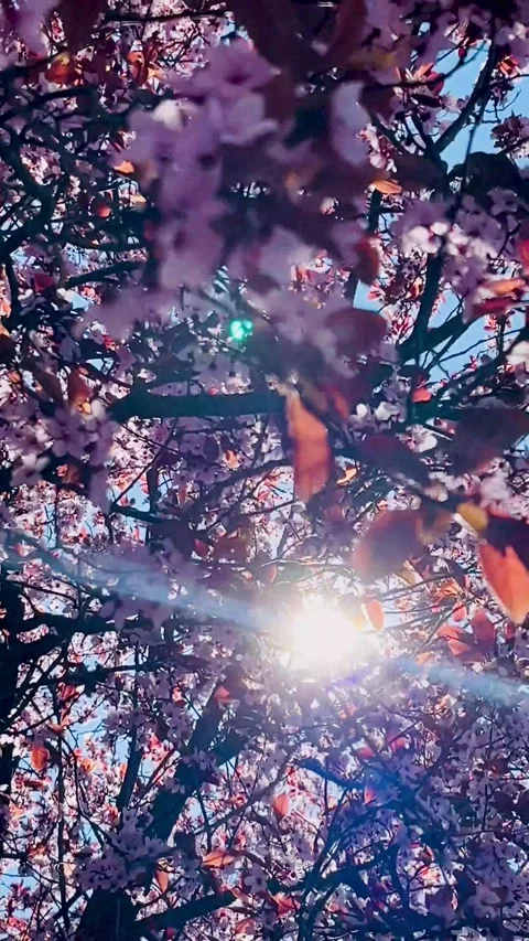 View of Blooming Cherry Blossom Tree Against Blue Sky in Spring Stock Footage 306592410