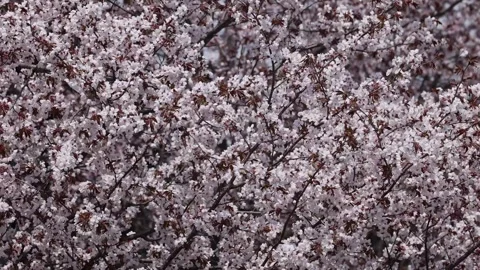 View of blooming cherry blossoms in Asahikawa, Japan. Video stock 343680064