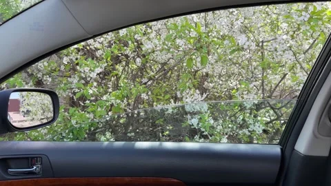 View of blooming cherry through the open car side window Vidéo 312209838
