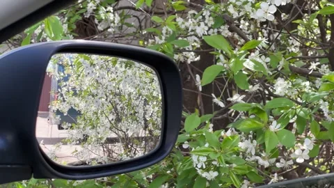 View of blooming cherry through the open car side window Vidéo 312209846