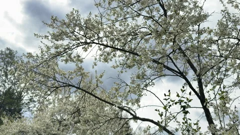 A view of a blooming cherry tree being pollinated by bumblebees in a countryside Stock Footage 308318264