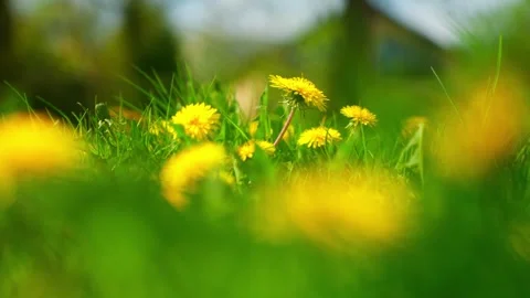 View of blooming dandelions in a green meadow, Latvia. 库存影片 340641475