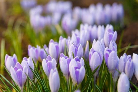 View of blooming first spring flowers crocus Stock Photos