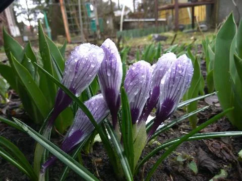 View of blooming first spring flowers crocus Fotos de archivo
