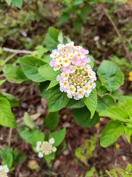 View of blooming flowers in the garden Stock Photos