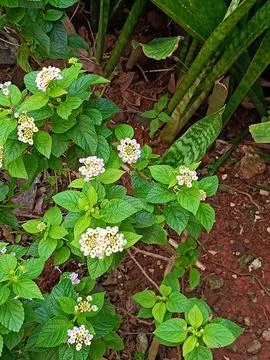 View of blooming flowers in the garden Stock Photos
