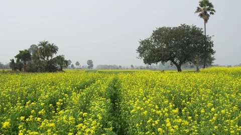 View of blooming mustard fields in Patna, India. Stock Footage 335608167