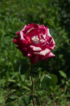 View of blooming patterned rose in white and pink Stock Photos