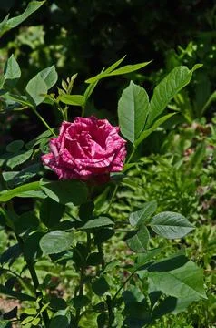 View of blooming patterned rose in white and pink Stock Photos