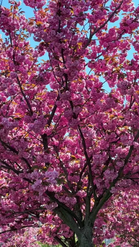 View of blooming pink sakura tree Stock Footage 261951796