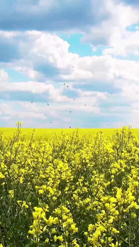 View of a blooming rapeseed field in spring. Sky and blooming rapeseed fields. Stock Footage 334939223