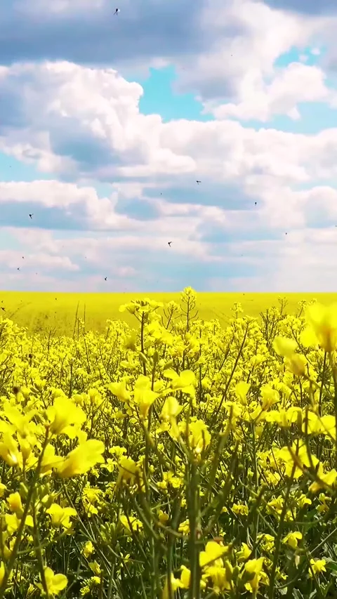View of a blooming rapeseed field in spring. Sky and blooming rapeseed fields. Video stock 334939233