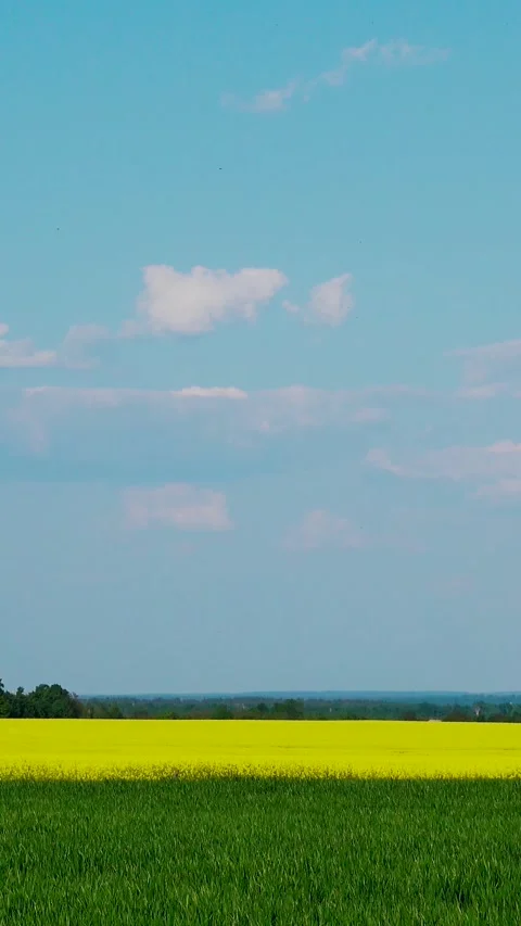 View of a blooming rapeseed field in spring. Sky and blooming rapeseed fields. 動画素材 335456098