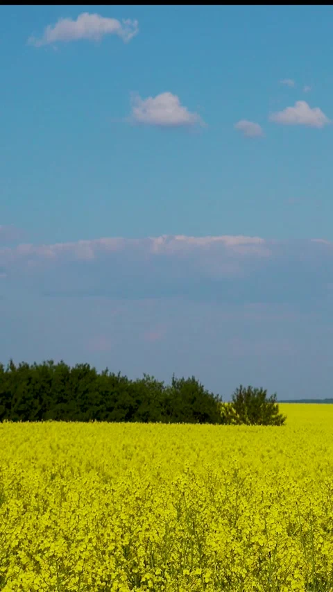 View of a blooming rapeseed field in spring. Sky and blooming rapeseed fields. 库存影片 335456101
