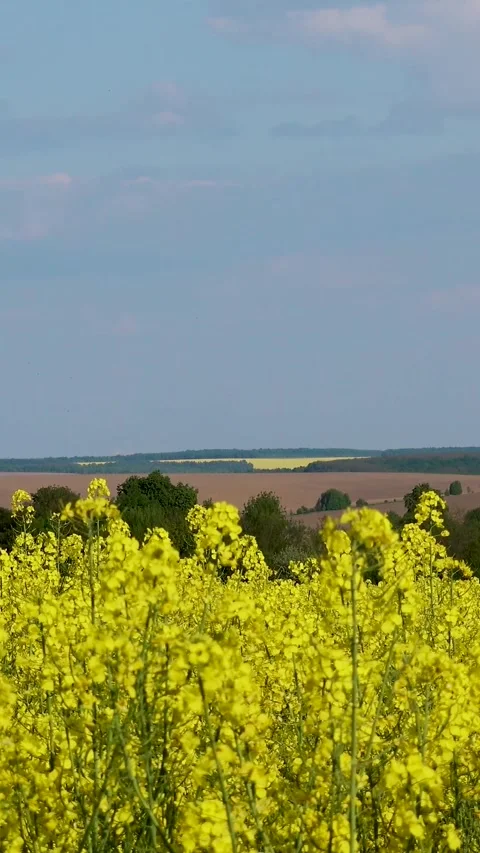 View of a blooming rapeseed field in spring. Sky and blooming rapeseed fields. Stock Footage 335456102
