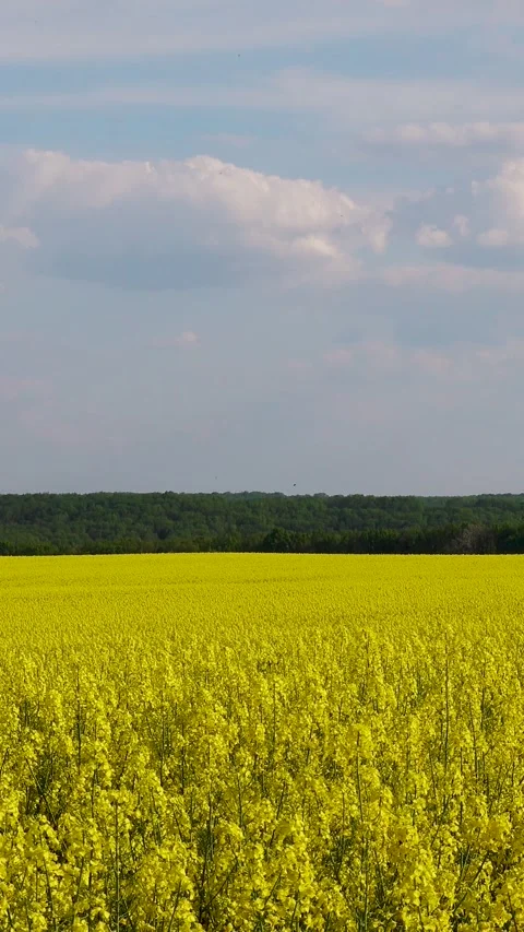 View of a blooming rapeseed field in spring. Sky and blooming rapeseed fields. Stock-Footage 335456189