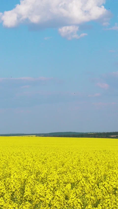 View of a blooming rapeseed field in spring. Sky and blooming rapeseed fields. Stock Footage 335456192