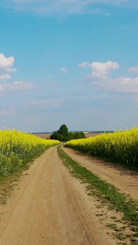 View of a blooming rapeseed field in spring. Sky and blooming rapeseed fields. Stock Footage 335456352