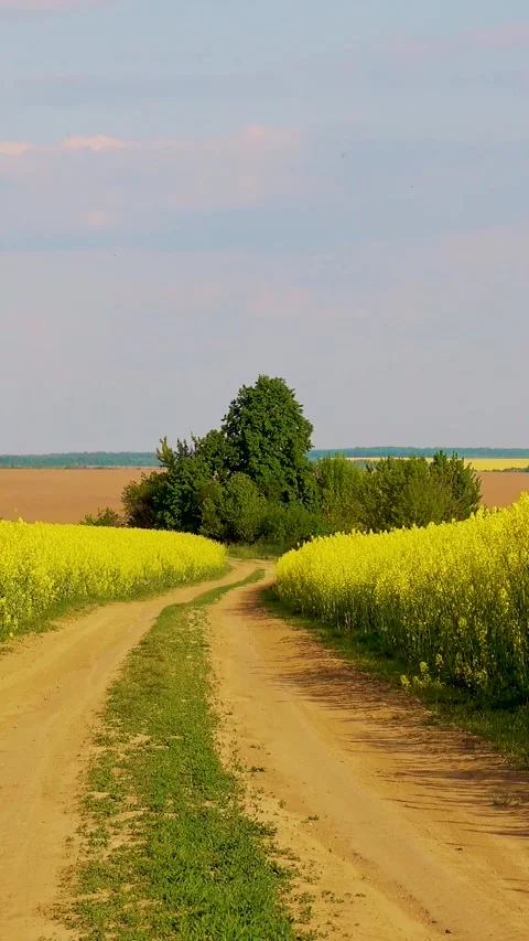 View of a blooming rapeseed field in spring. Sky and blooming rapeseed fields. Video stock 335456386