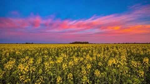 View of blooming rapeseed field under sunset sky in Latvia. Stockbeeldmateriaal 341454459