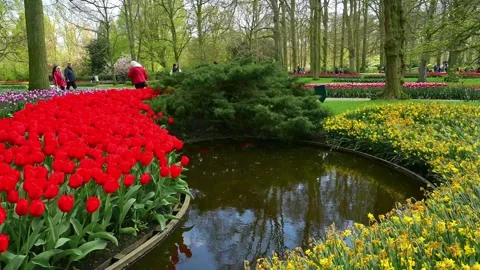 View of blooming red and yellow tulips by a pond in a park, Netherlands. 스톡 동영상 334997103