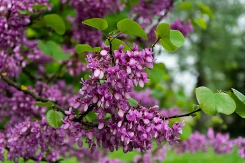 View of blooming red-bud tree covered with flowers in spring Stock Photos