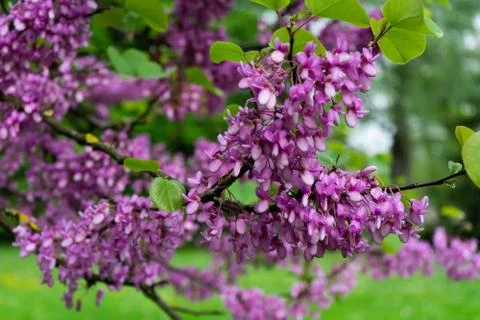View of blooming red-bud tree covered with flowers in spring Stock Photos