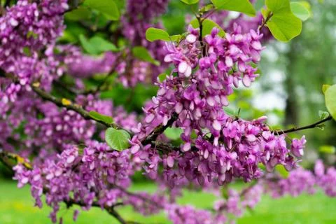 View of blooming red-bud tree covered with flowers in spring Stock Photos