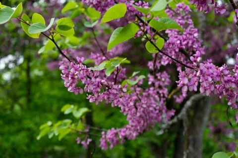View of blooming red-bud tree covered with flowers in spring Stock Photos