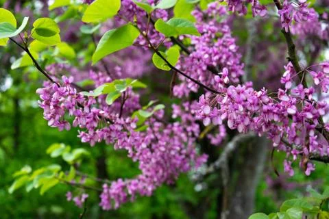 View of blooming red-bud tree covered with flowers in spring Stock Photos