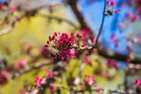 View of blooming red bud tree, spring time Stock Photos
