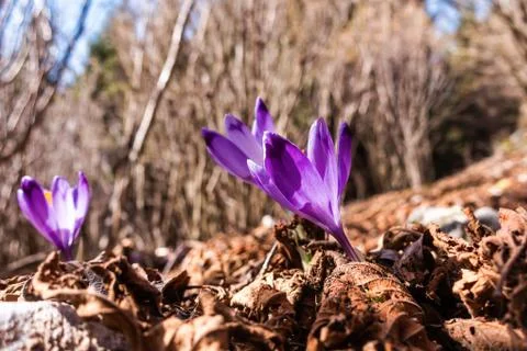 View of blooming spring flowers crocus growing in wildlife. Purple crocus gro Stock Photos