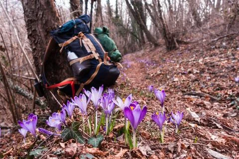View of blooming spring flowers crocus growing in wildlife. In background blu Foto stock