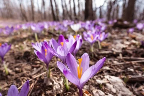 View of blooming spring flowers crocus growing in wildlife. Purple crocus gro Stock Photos