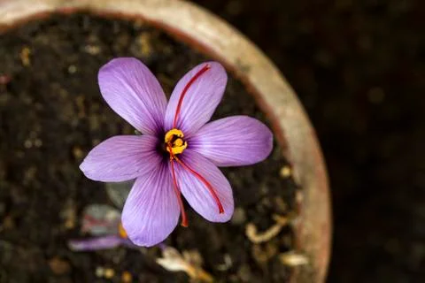 View of blooming spring flowers crocus growing in wildlife. Purple crocus gro Foto stock