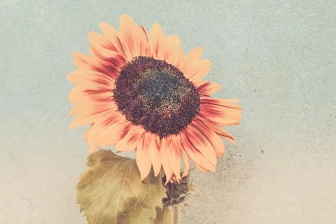 View of blooming sunflower 스톡 사진