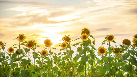 View of blooming sunflowers at sunset in Riga, Latvia. Stock-Footage 341454218
