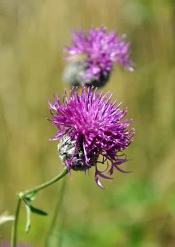 View of blooming violet thistle Stock Photos