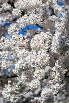 View of blooming white cherry branches against a blue sky. Stock Photos