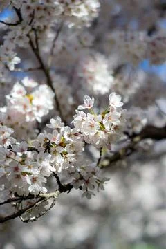 View of blooming white cherry tree branches in sunlight. Stock Photos