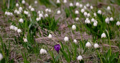 View of Bloomings Snowdrops in Early Spring Close up Stock Footage 61686942