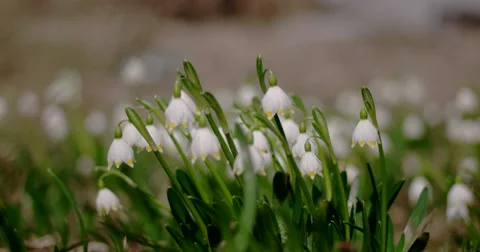 View of Bloomings Snowdrops in Early Spring Close up Stock Footage 61690391