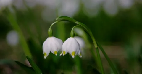 View of Bloomings Snowdrops in Spring Close up Stock Footage 61687615
